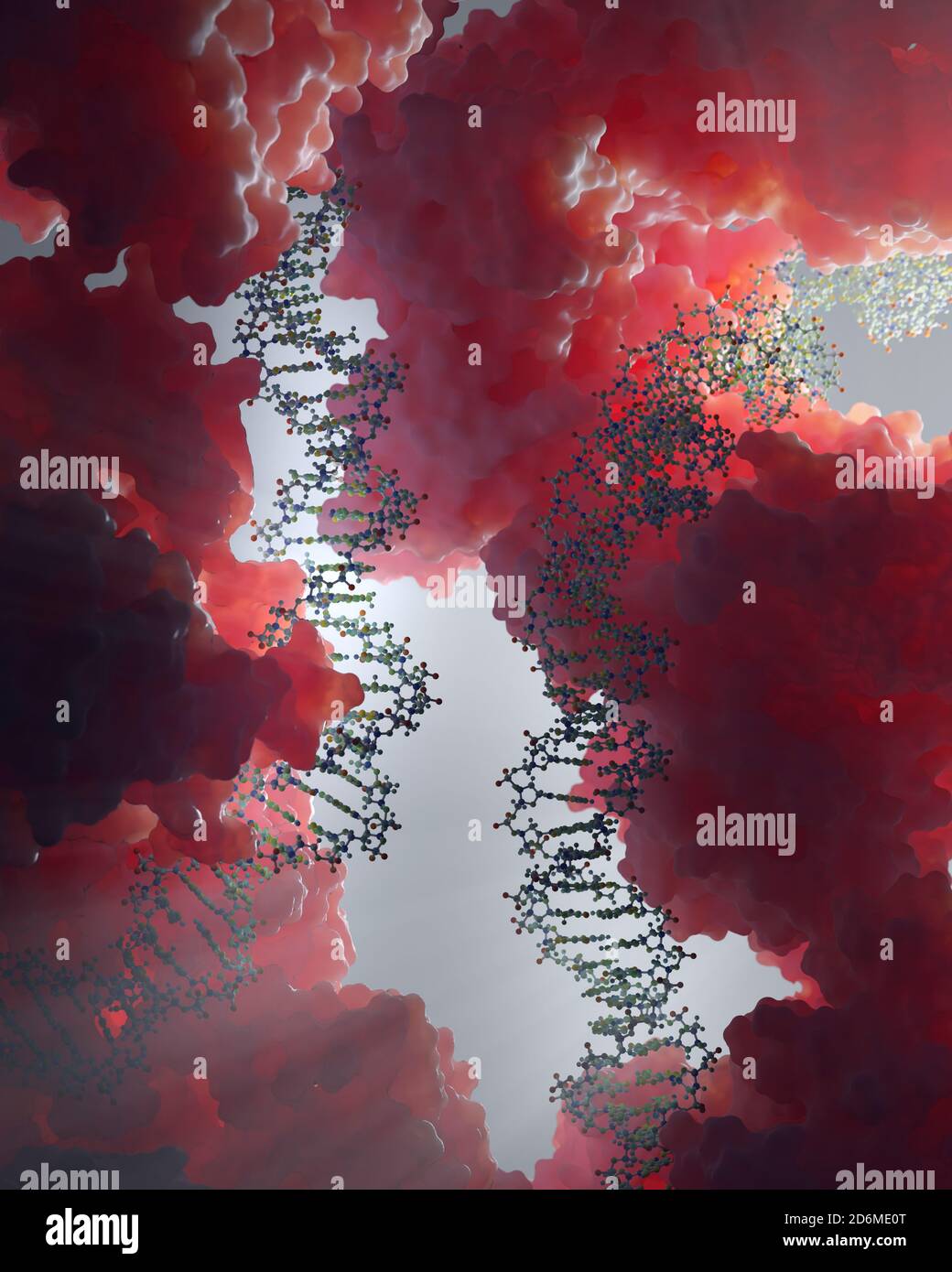 Il DNA, che porta istruzioni genetiche, risiede nel nucleo
