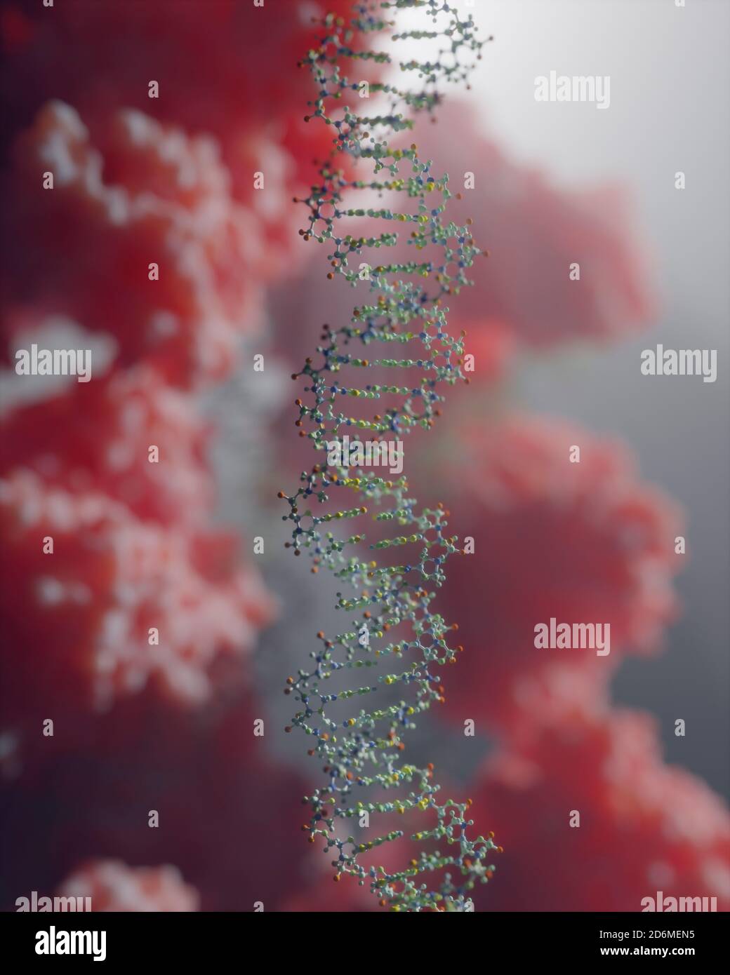 Il DNA, che porta istruzioni genetiche, risiede nel nucleo cellulare dove interagisce con varie proteine in vari processi, come la replicazione. Foto Stock