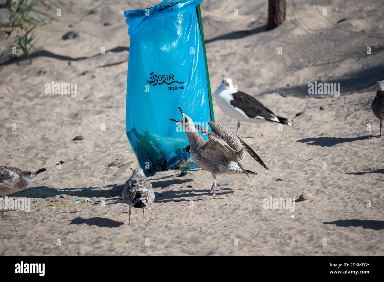 Darlowo, Polonia - 1 settembre 2020: Gli uccelli sono alla ricerca di cibo in un sacchetto di spazzatura. Plastica nel tratto digestivo di animali. Gabbiani e terns sul Foto Stock
