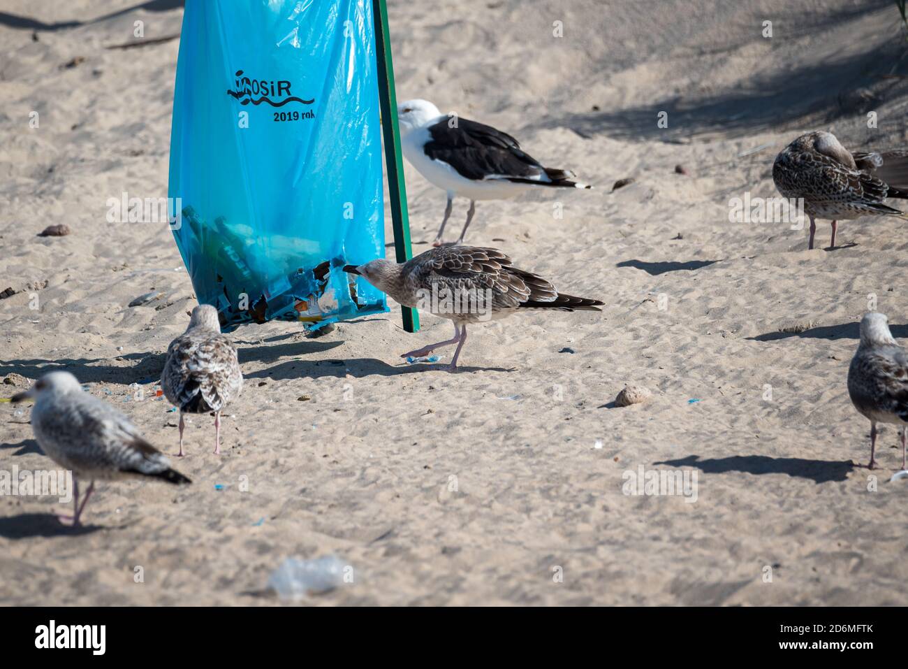 Darlowo, Polonia - 1 settembre 2020: Gli uccelli sono alla ricerca di cibo in un sacchetto di spazzatura. Plastica nel tratto digestivo di animali. Gabbiani e terns sul Foto Stock