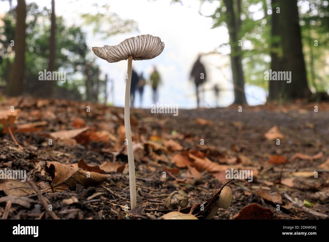 Duelmen, NRW, Germania. 18 Ott 2020. Un delicato fungo plissettato (Parasola plicatilis), un fungo commestibile, non si nota agli escursionisti nei boschi autunnali della campagna del Munsterland. La popolare stagione di raccolta dei funghi, va dai primi di settembre a metà ottobre in Germania. Credit: Imageplotter/Alamy Live News Foto Stock