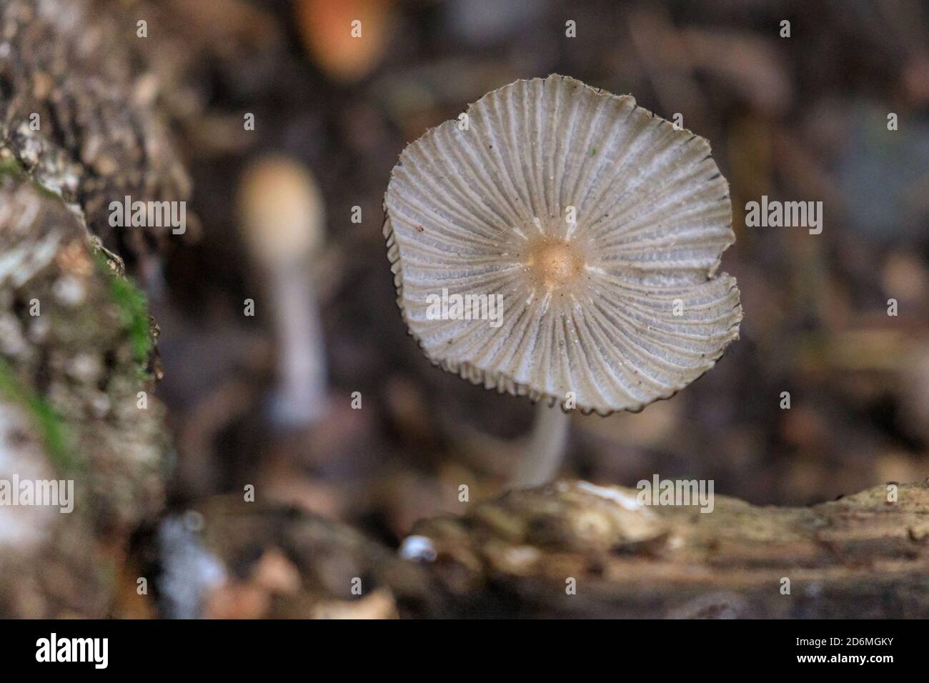 Duelmen, NRW, Germania. 18 Ott 2020. Un delicato fungo plissettato (Parasola plicatilis), un fungo commestibile, non si nota agli escursionisti nei boschi autunnali della campagna del Munsterland. La popolare stagione di raccolta dei funghi, va dai primi di settembre a metà ottobre in Germania. Credit: Imageplotter/Alamy Live News Foto Stock