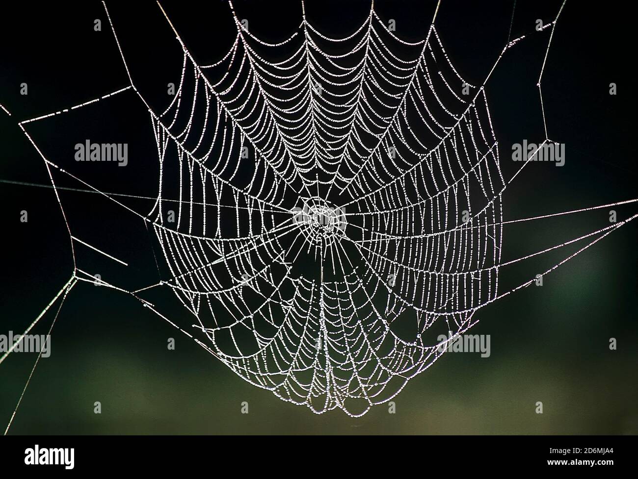 Una spider web coperto con un pesante Rugiada di mattina Foto Stock