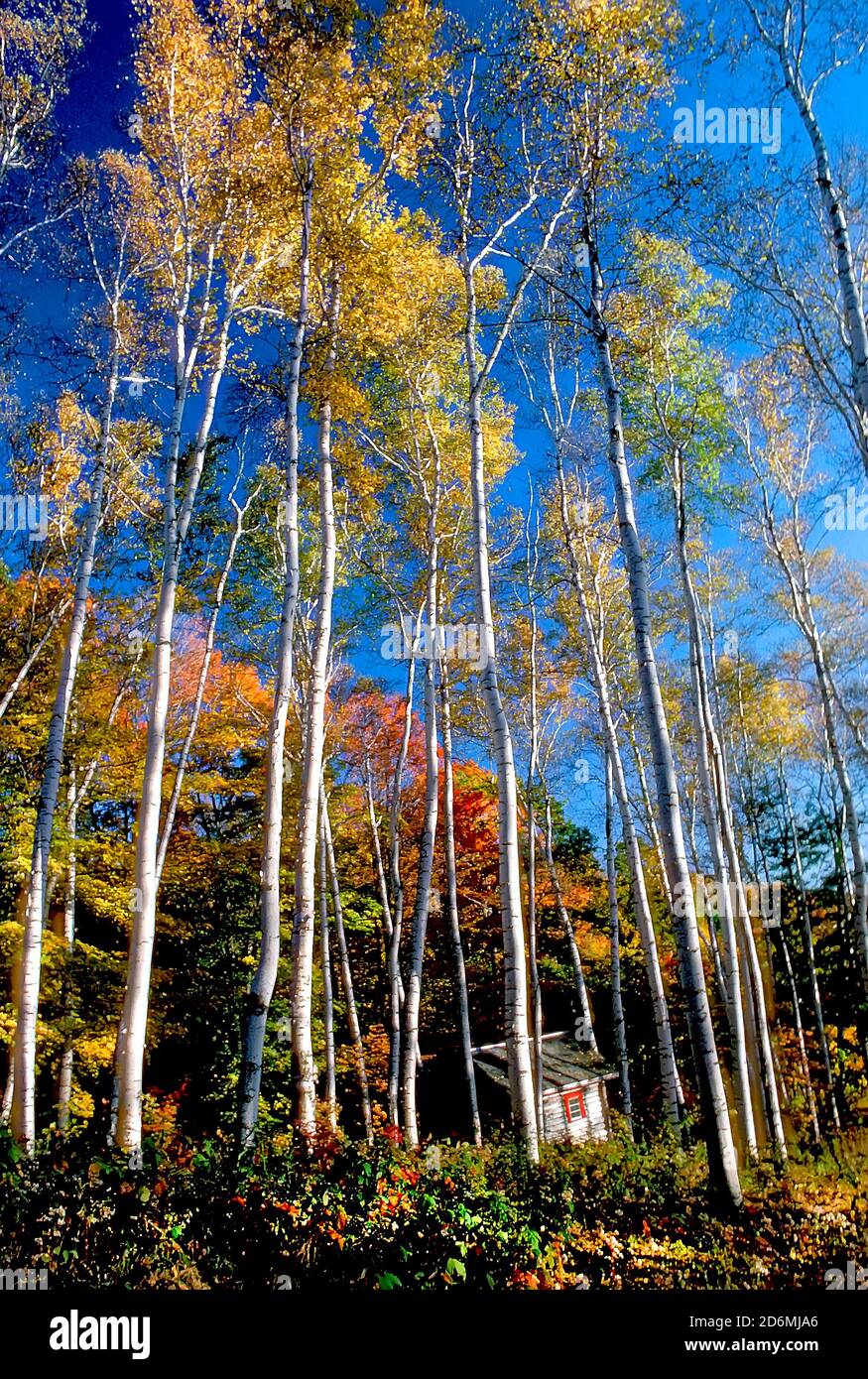 Un cavalletto di betulle bianche durante l'autunno in Vermont Foto Stock