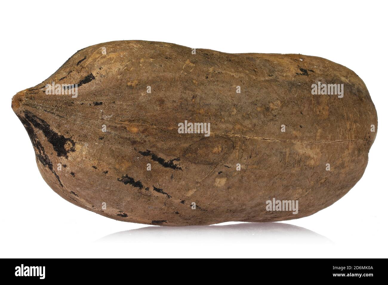 dado pecan isolato su sfondo bianco Foto Stock