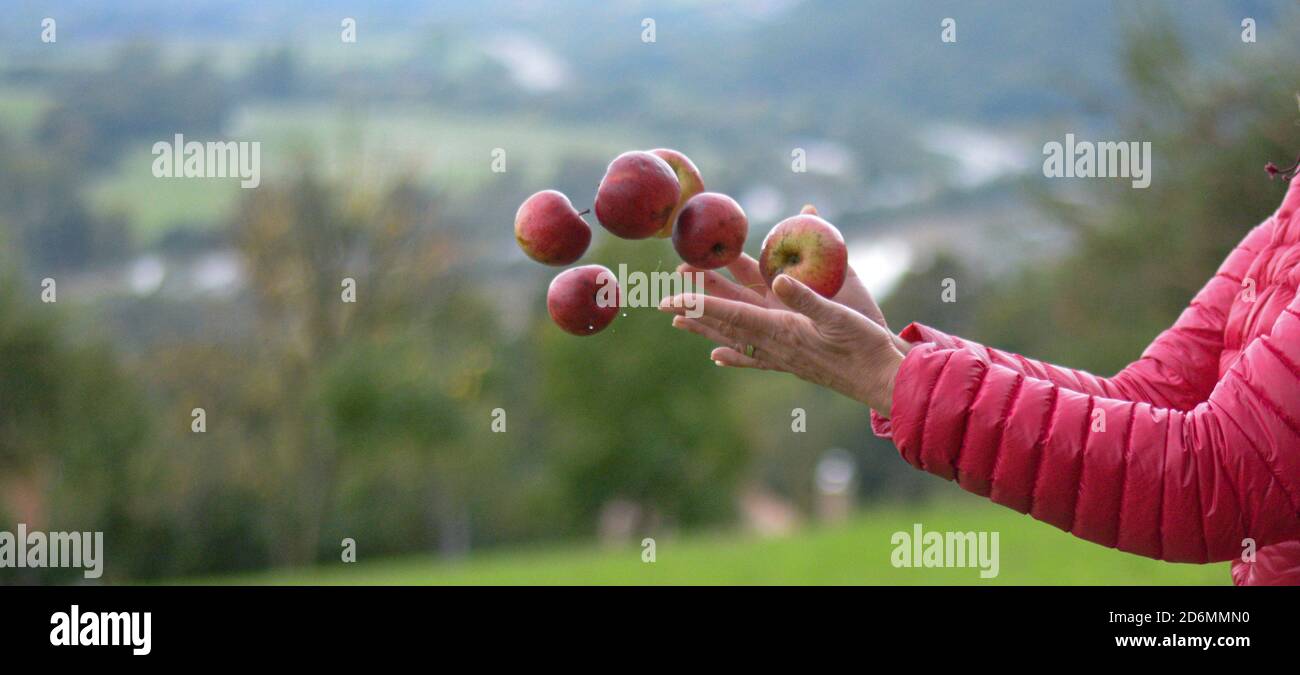 Le mani femminili gettano le mele rosse nell'aria. Foto Stock