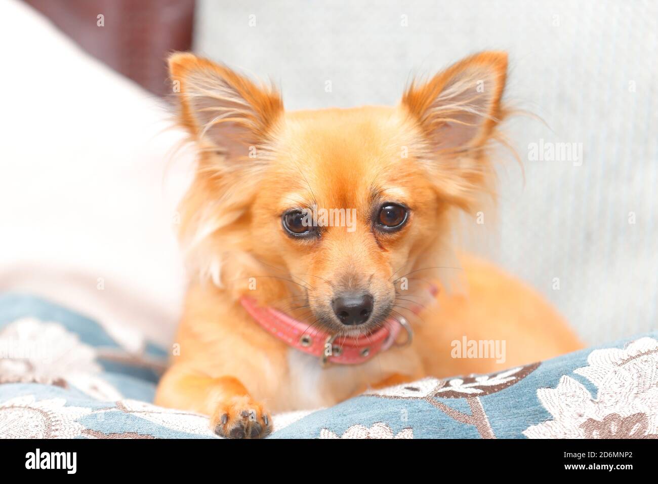 Chihuahua dai capelli lunghi disteso sul divano Foto Stock