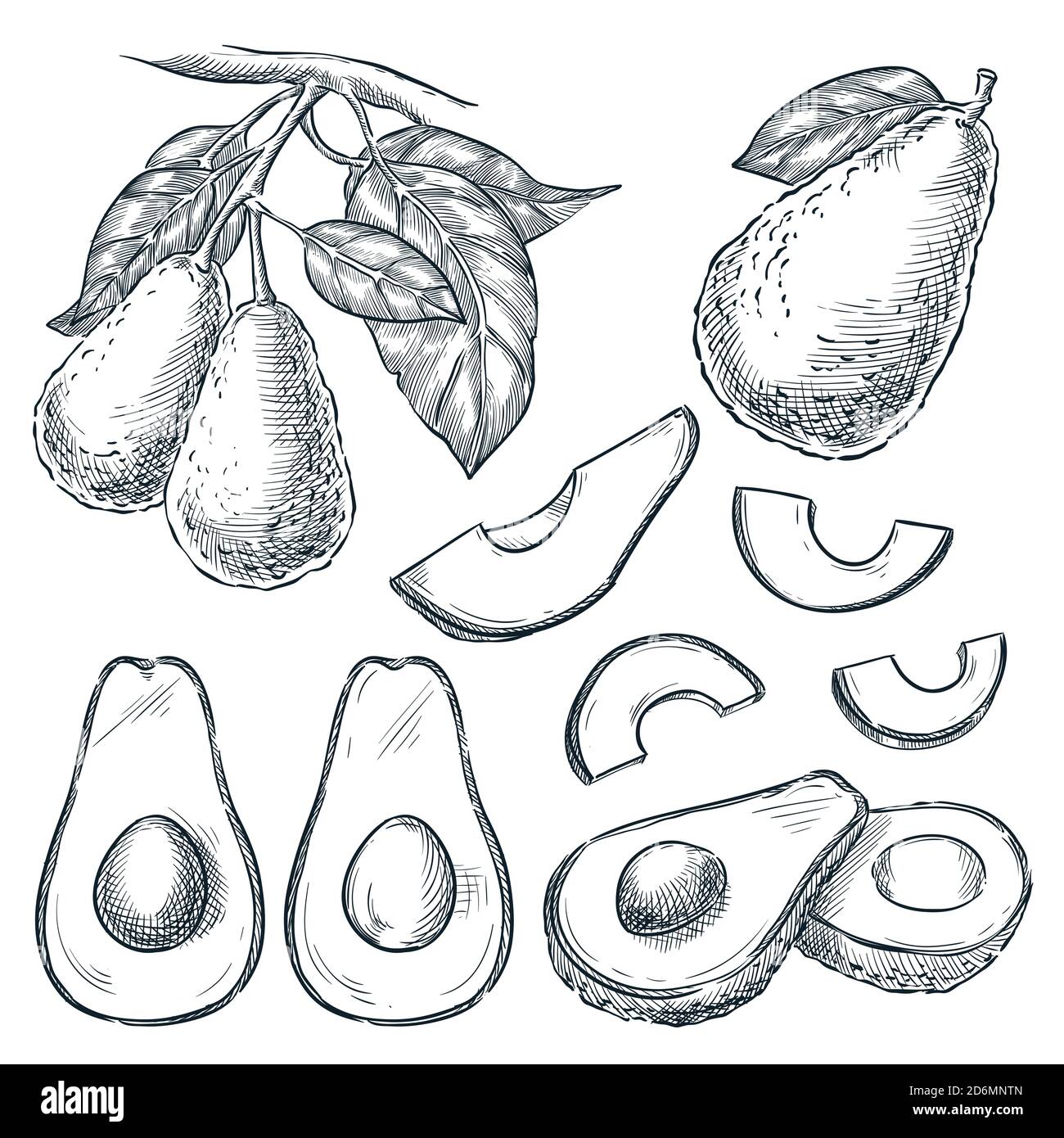 Avocado su sezioni di ramificazione e frutta, illustrazione vettoriale di schizzo. Elementi di progettazione isolati disegnati a mano. Illustrazione Vettoriale