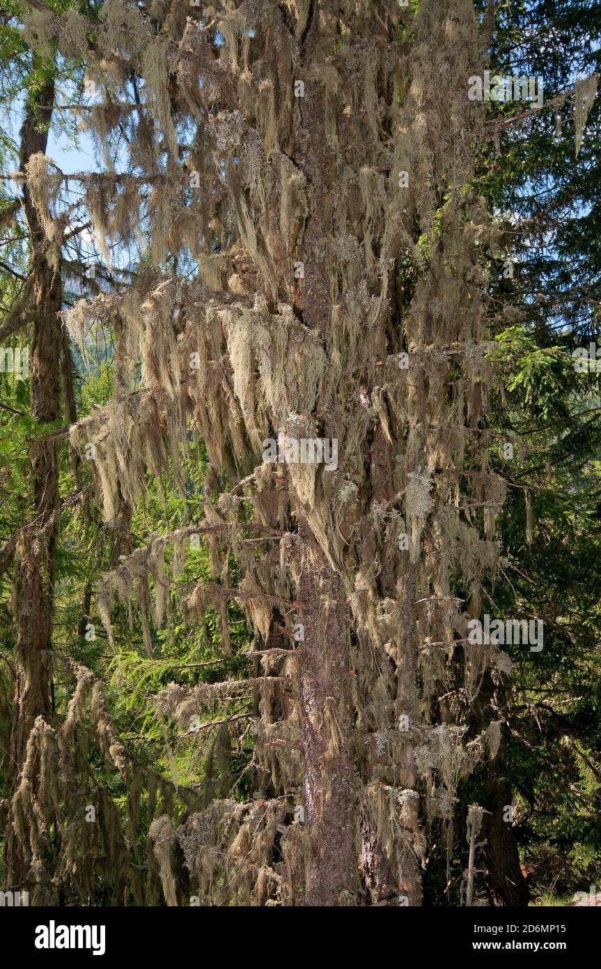 Conifere con la barba dell'uomo anziano o lichene della barba di Methuselah (Usnea longissima o Dolichousnea longissima), la valle del Martell, il Trentino-Alto Adige Foto Stock