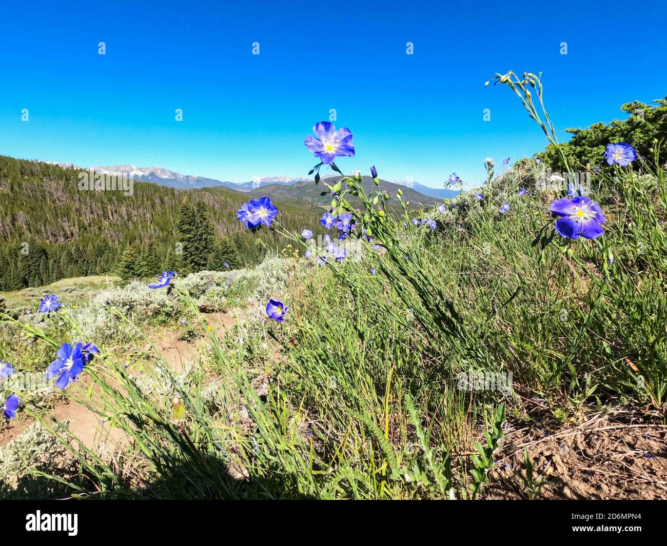 Blue Columbine, (Aquilegia caerulea), Colorado Trail, Colorado Foto Stock