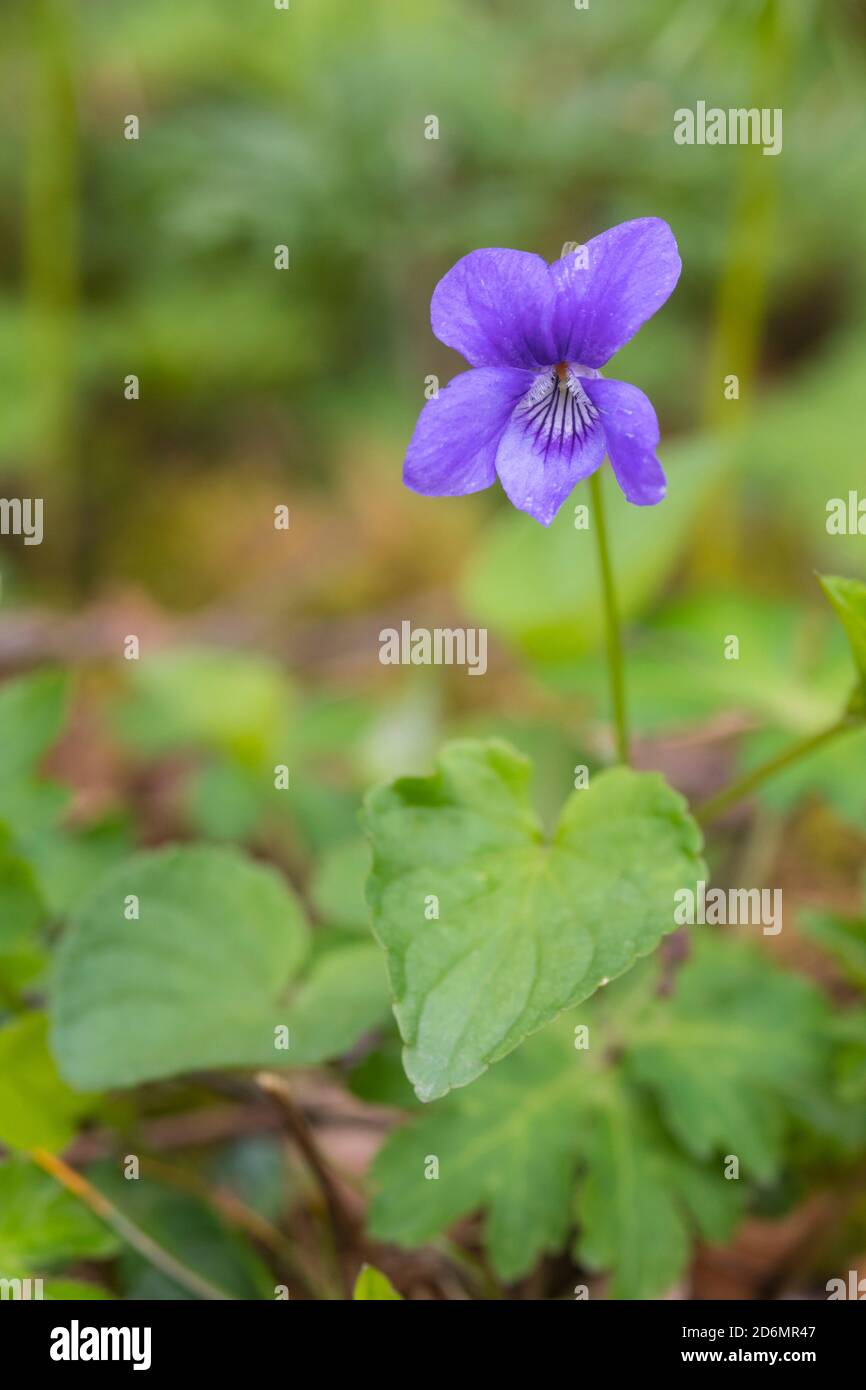 Comune cane-violetto, Viola riviniana, nel bosco, Dumfries & Galloway, Scozia Foto Stock