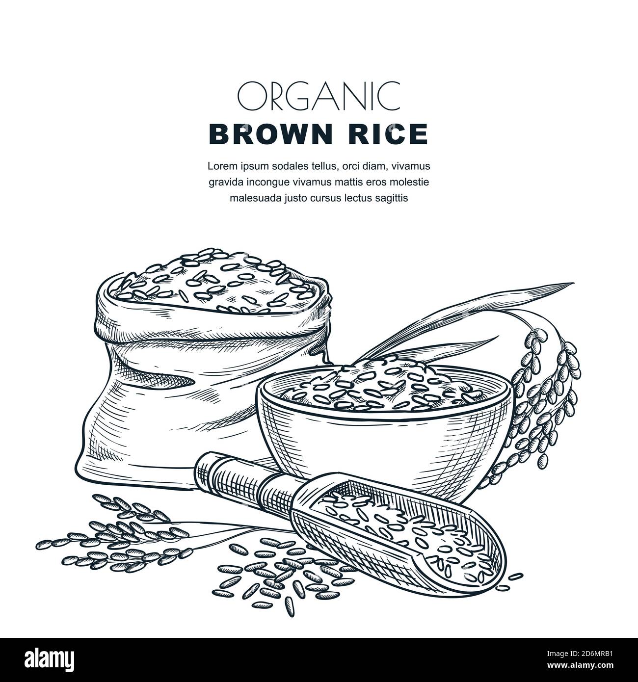 Modello per etichetta riso. Illustrazione vettoriale di spighe di cereali, ciotola, cucchiaio di legno e sacco. Fondo del pacchetto di riso organico. Illustrazione Vettoriale