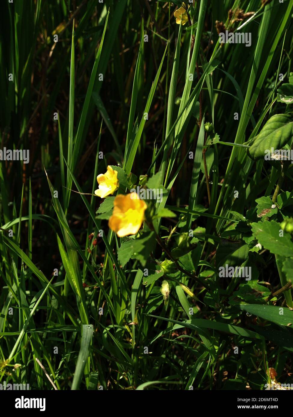 Fiore di erbacce gialle sulla strada alla luce del sole Foto Stock