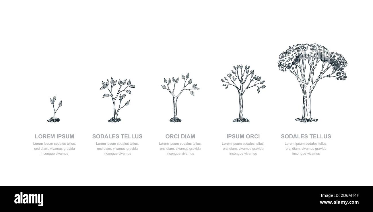 Cinque fasi dell'albero crescente, illustrazione dello schizzo vettoriale. Concetto di business per la crescita degli investimenti e dei finanziamenti. Modello di progettazione infografica. Illustrazione Vettoriale