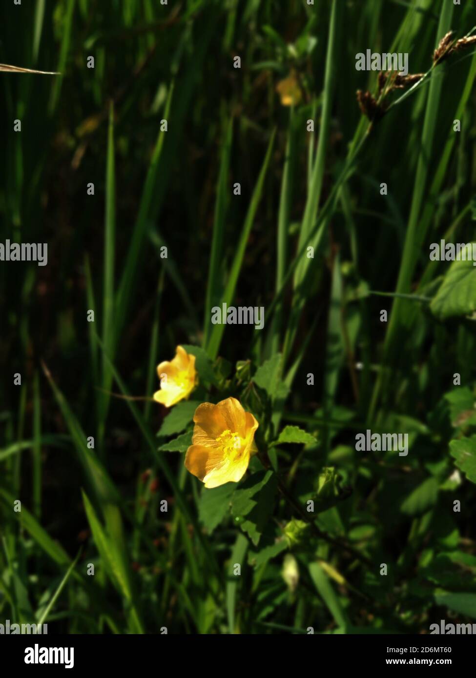 Fiore di erbacce gialle sulla strada alla luce del sole Foto Stock