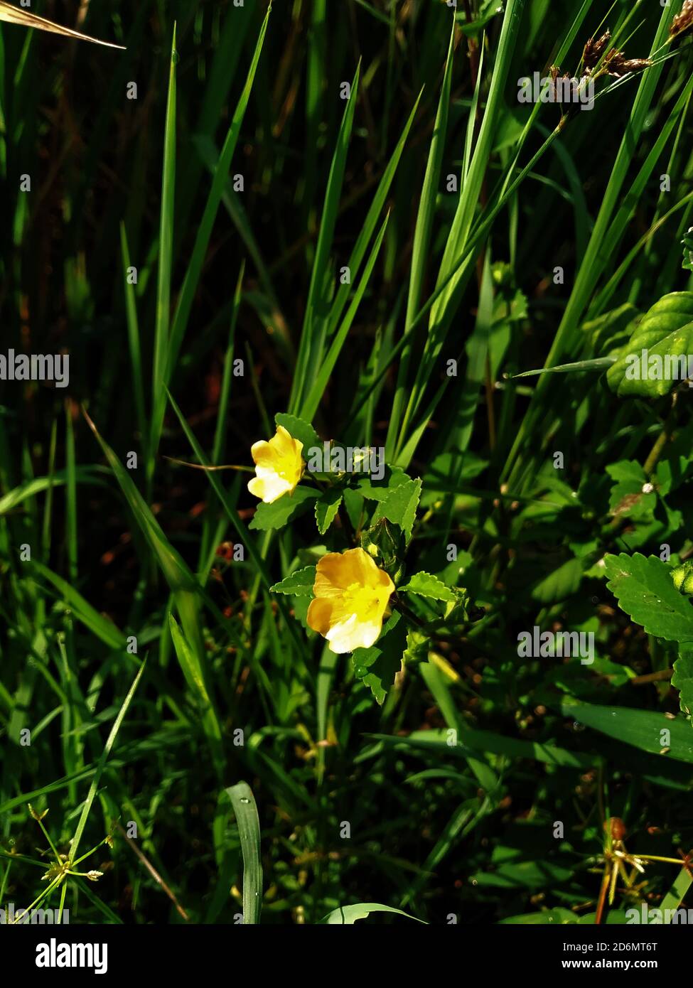 Fiore di erbacce gialle sulla strada alla luce del sole Foto Stock