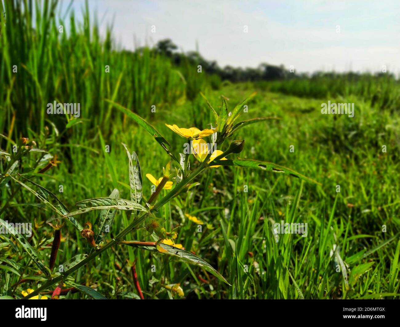 Il fiore giallo Ludwigia octovalvis è una specie vegetale erbacea. Ludwigia octovalvis appartiene al genere ludwigior e alla famiglia delle piante downyx. Foto Stock