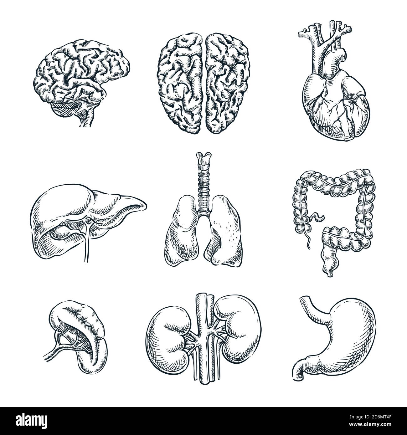 Organi interni umani. Illustrazione isolata dello schizzo vettoriale. Set di simboli anatomici di doodle disegnati a mano. Illustrazione Vettoriale