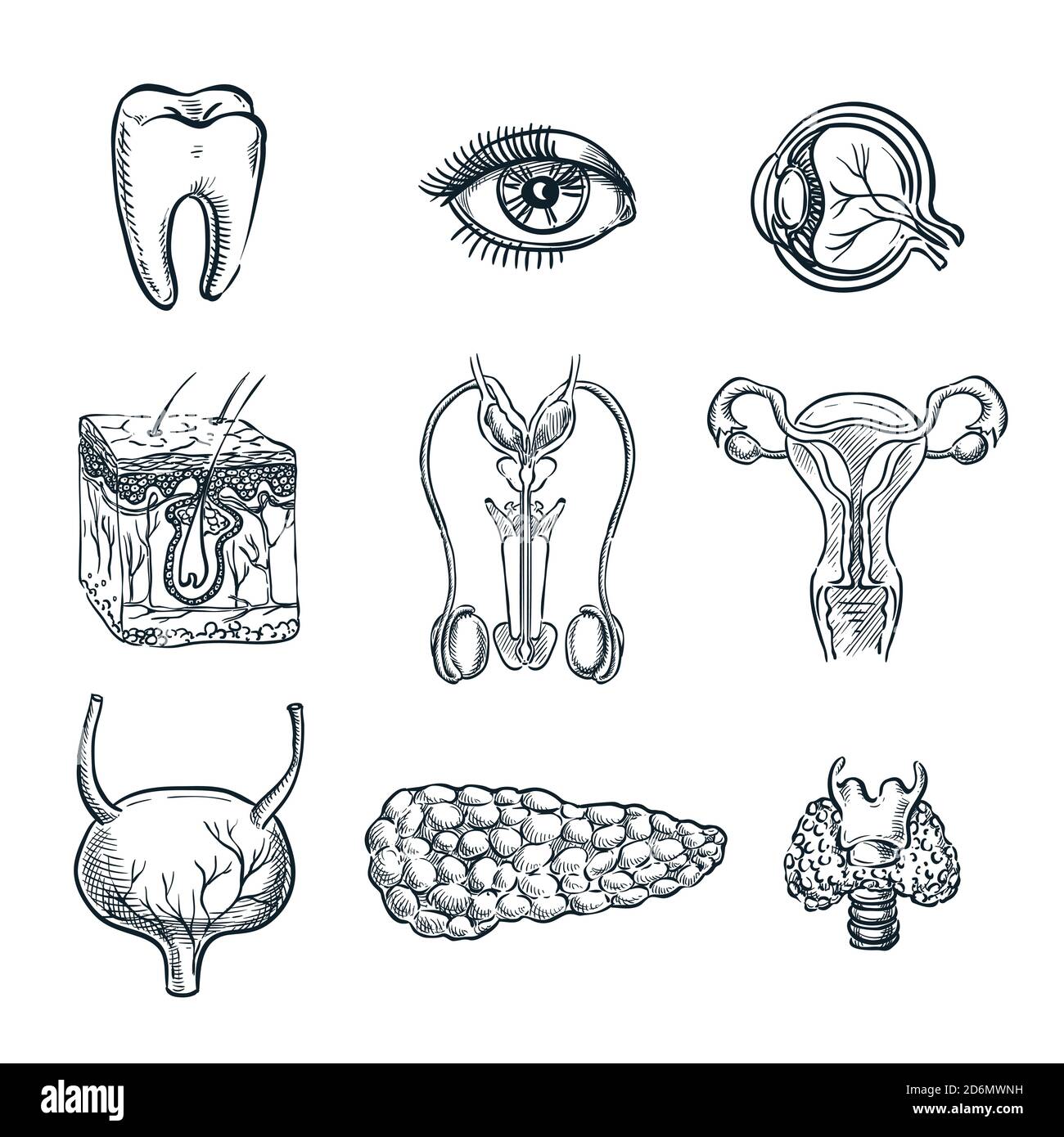 Organi interni umani, dente e occhio. Illustrazione isolata dello schizzo vettoriale. Set di simboli anatomici di doodle disegnati a mano. Illustrazione Vettoriale