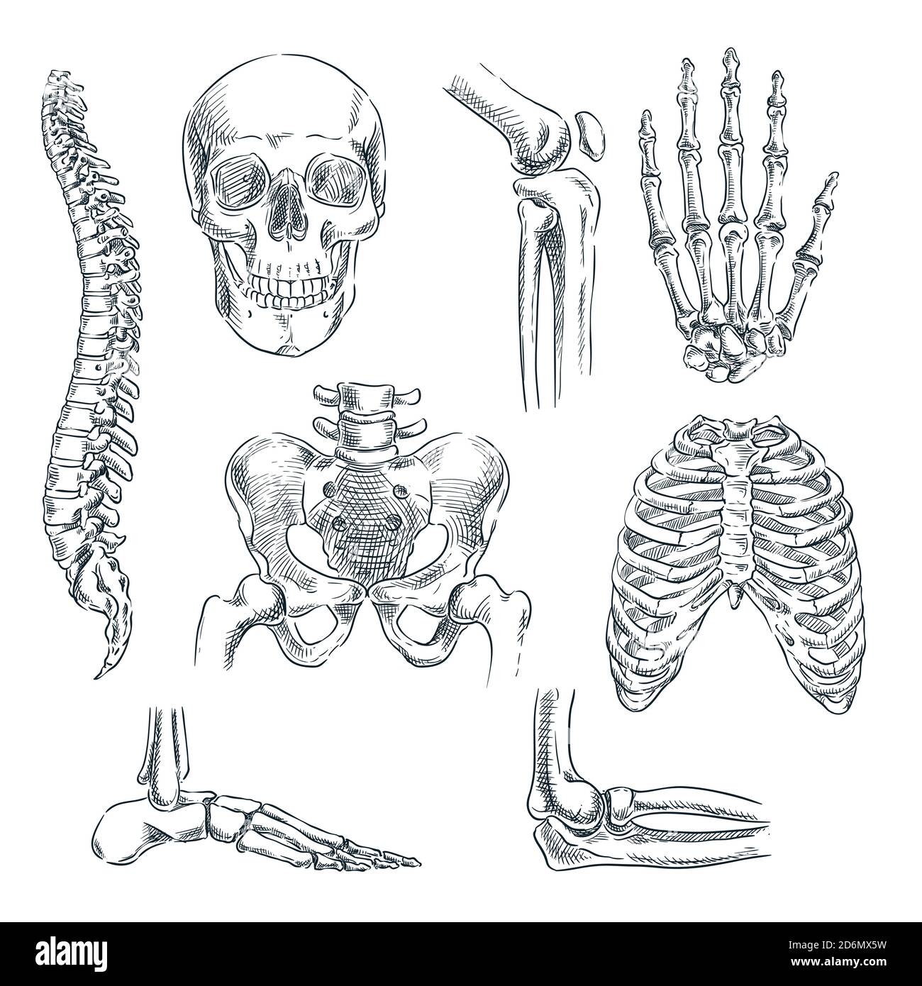 Scheletro umano, ossa e articolazioni. Illustrazione isolata dello schizzo vettoriale. Set di simboli anatomici di doodle disegnati a mano. Illustrazione Vettoriale