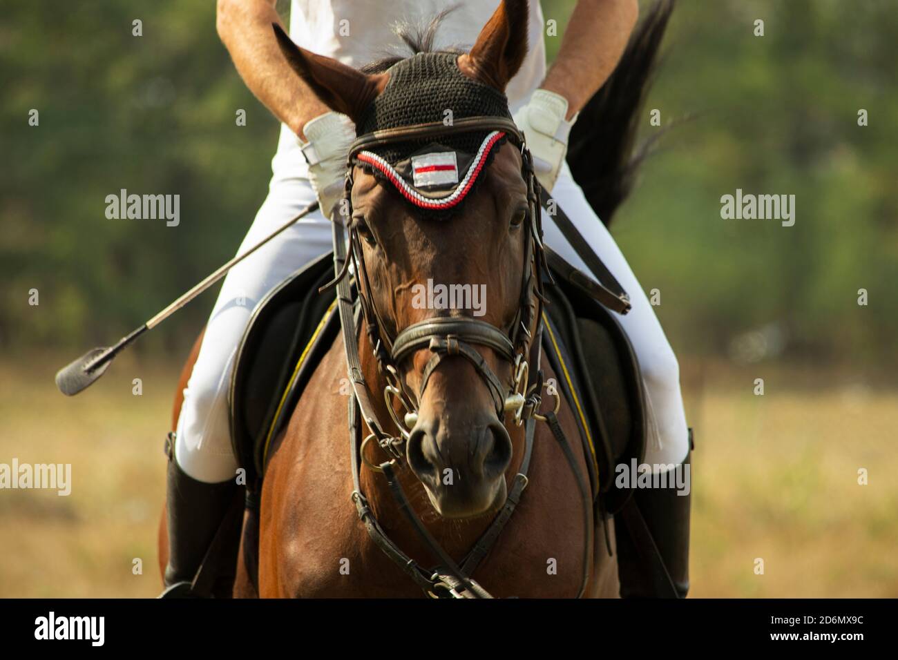 Primo piano della testa di uno stallone purosangue. Pilota in uniforme, cavallo attrezzato per le corse. Foto Stock