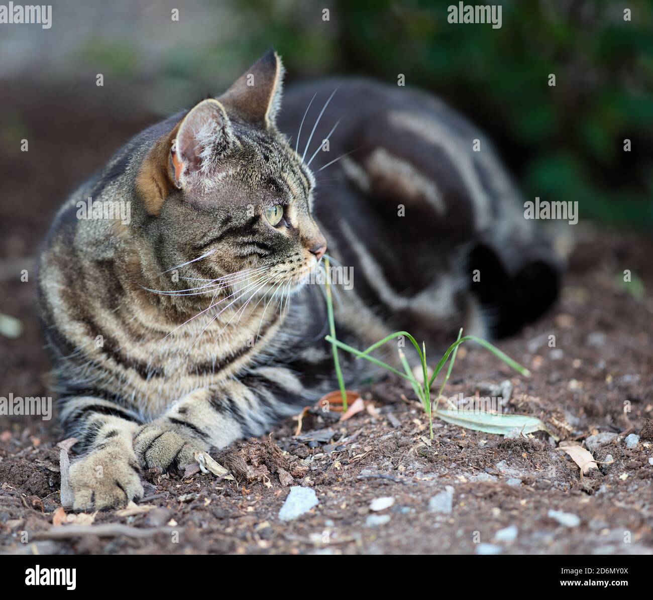 Gatto poggiato sul terreno a Kronovägen, Stocksund, Stoccolma, Svezia Foto Stock