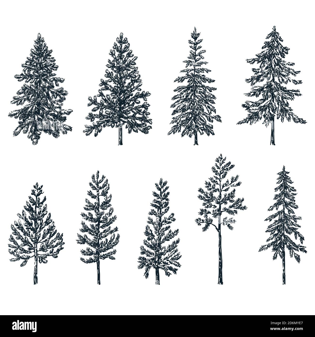 Pino e abete rosso. Illustrazione dello schizzo vettoriale. Insieme di elementi di design disegnati a mano per la natura e la foresta. Illustrazione Vettoriale