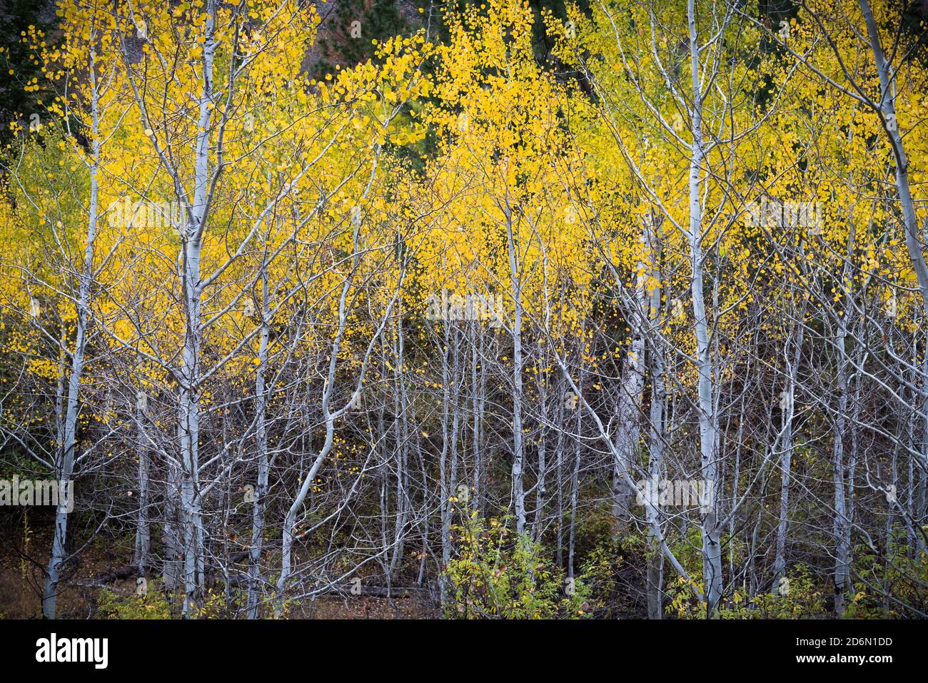 Foresta di alberi di aspen tremanti con foglie gialle in autunno Foto Stock