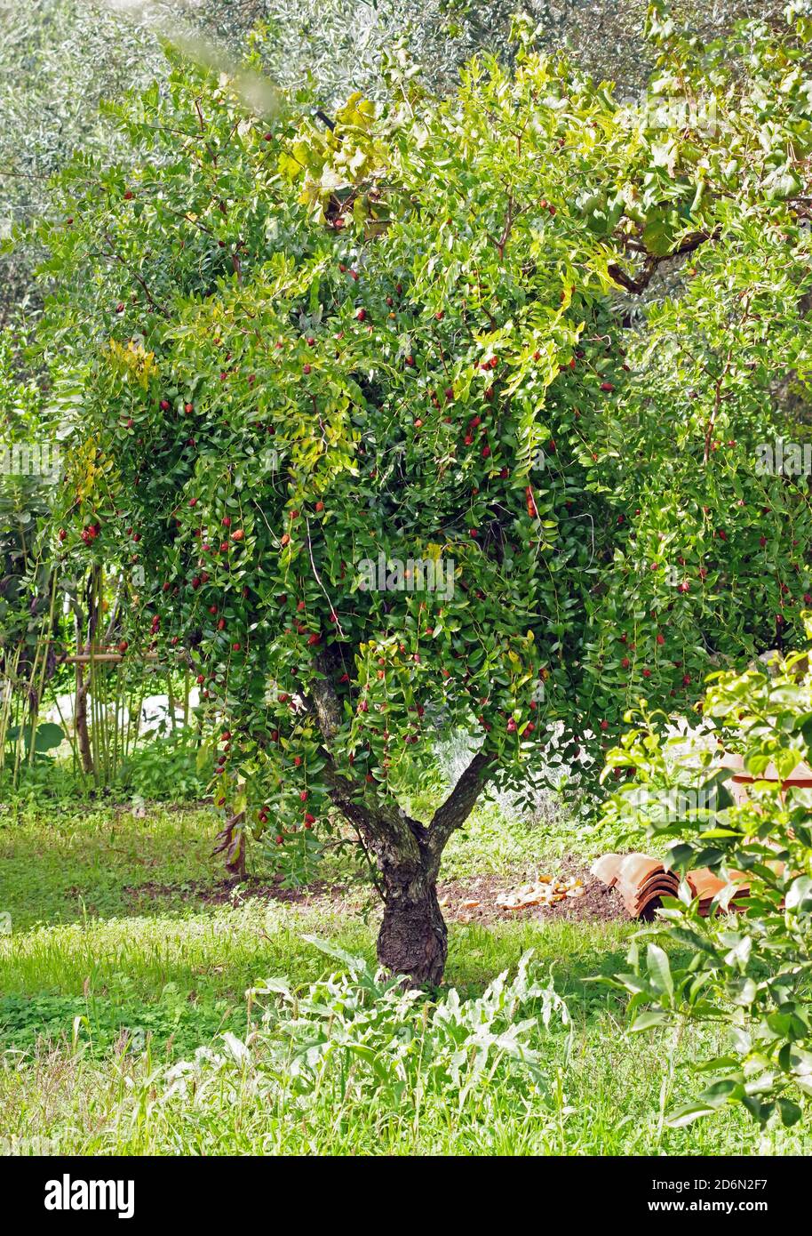 L'albero di jujube (ziziphos jujuba) o la data cinese nella campagna della Sardegna Foto Stock
