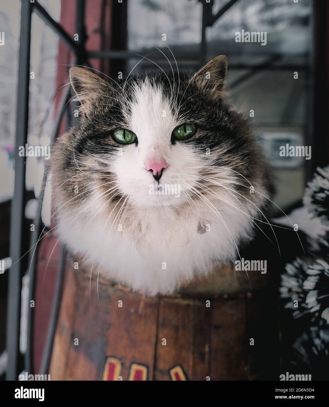 Bella closeup di un gatto furry con occhi verdi all'aperto in inverno Foto Stock Bella closeup di un gatto furry con occhi verdi all'aperto in inverno Foto Stock