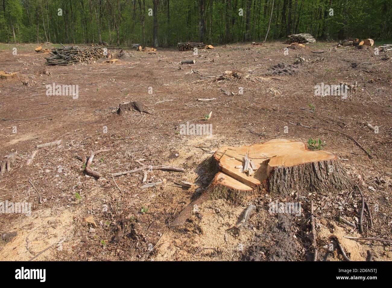 Un ceppo di albero ad un luogo di abbattimento nella foresta. Eliminazione delle foreste. Raccolta del legno. Foto Stock