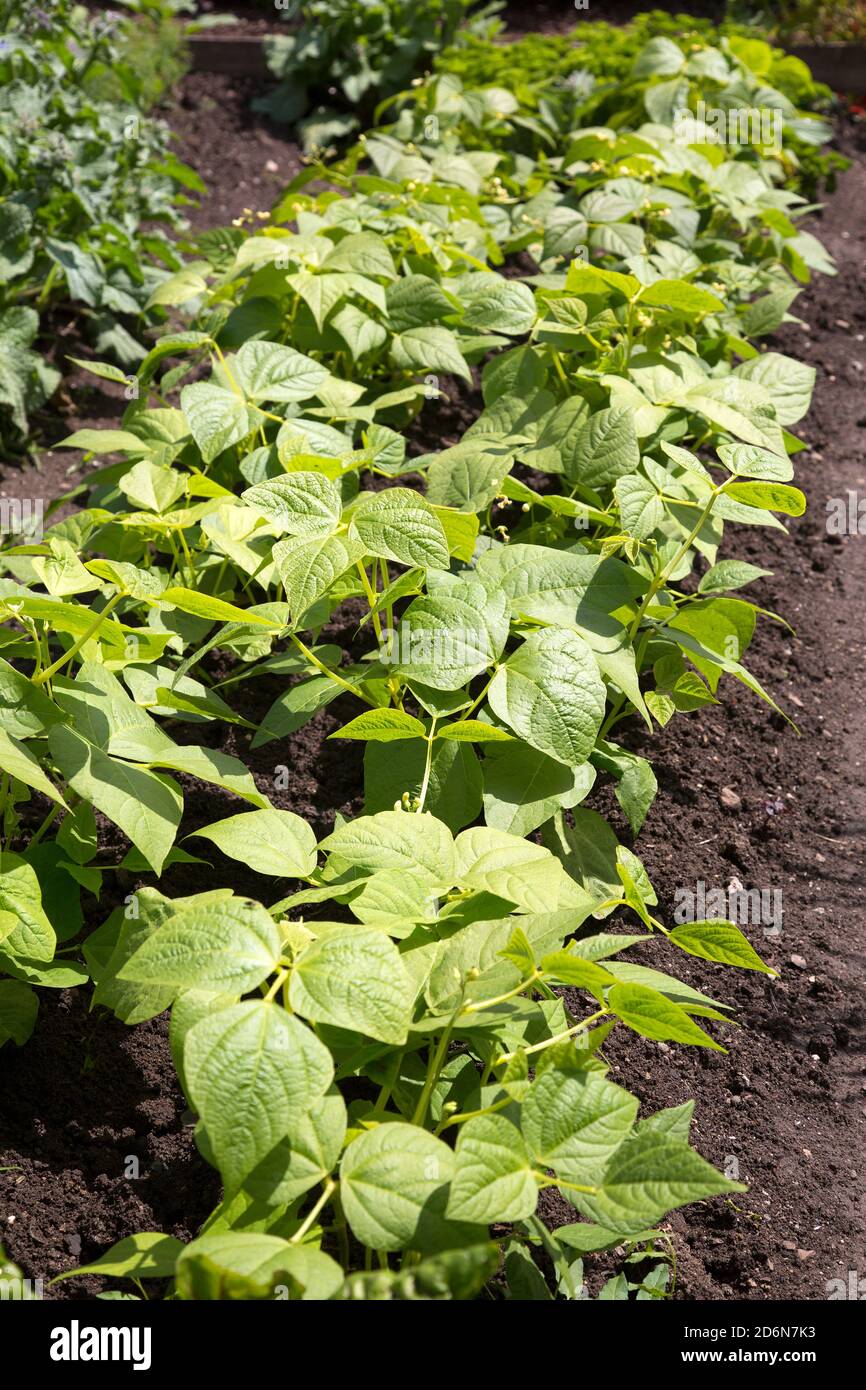 Closeup di piante di tabacco coltivate (Nicotiana tabacum) Foto Stock