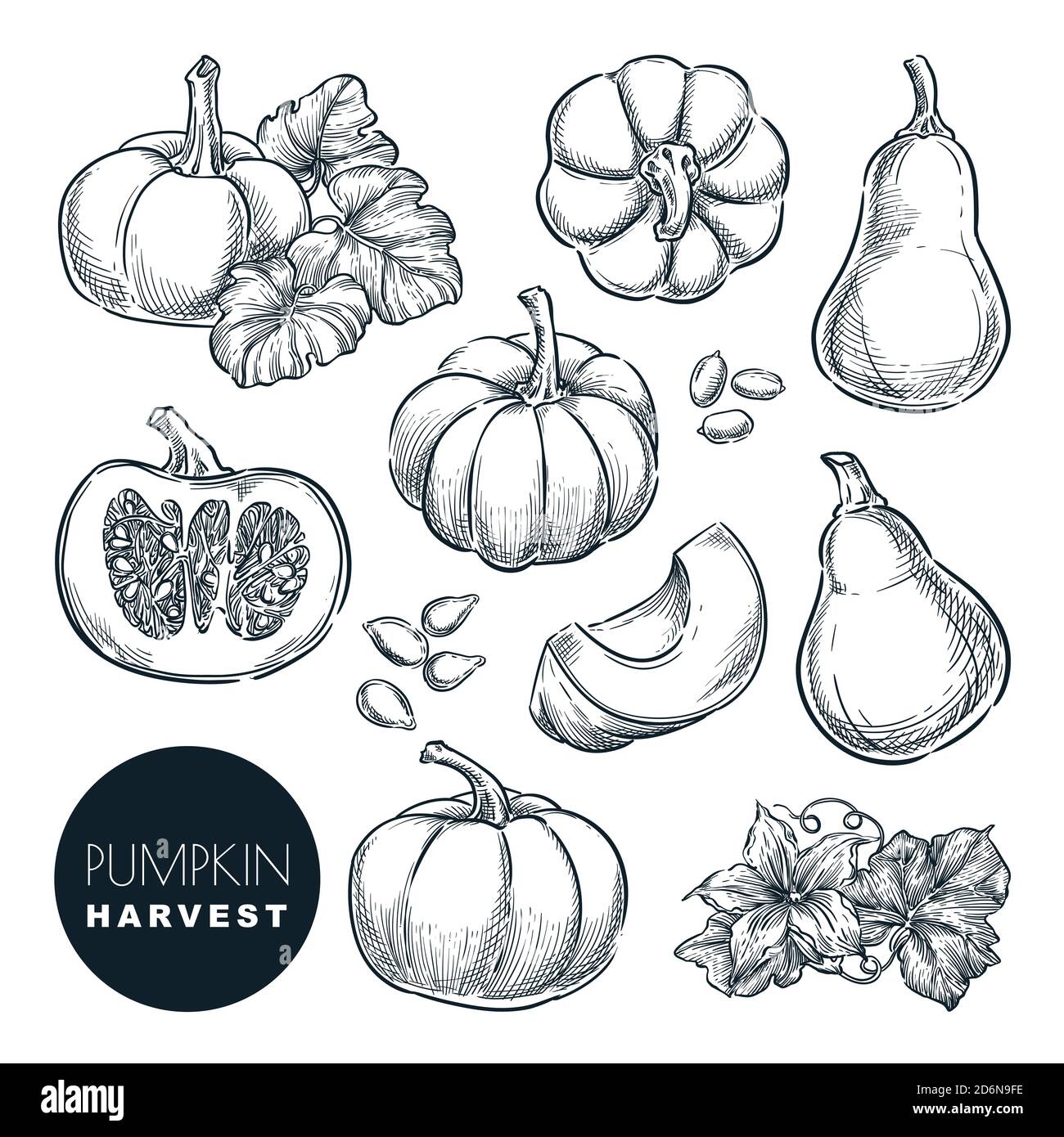 Illustrazione vettoriale dello schizzo delle zucche. Autunno gourd raccolto. Elementi di progettazione isolati per l'agricoltura e l'agricoltura disegnati a mano. Illustrazione Vettoriale