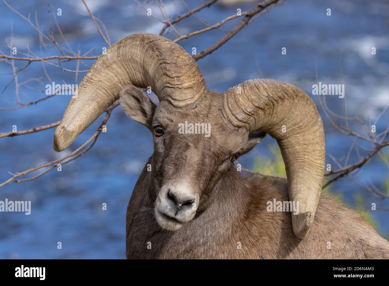 Montoni di pecore Bighorn godendo di una bella giornata autunnale a Waterton Canyon Colorado Foto Stock