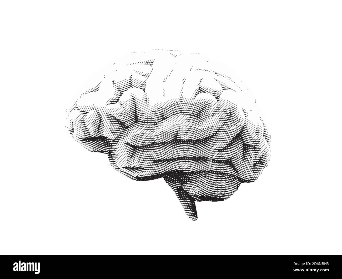 Incisione vettoriale monocromo disegnando il cervello umano con luce e ombra isolato su sfondo bianco Foto Stock
