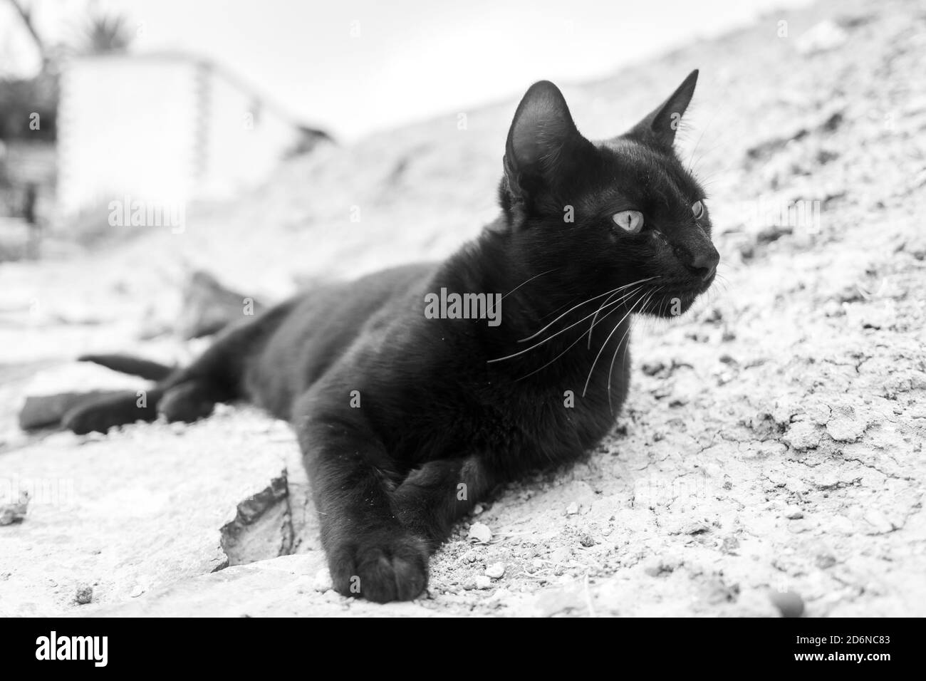 Ritratto di un gatto nero sdraiato a terra. Bianco e nero. Foto Stock