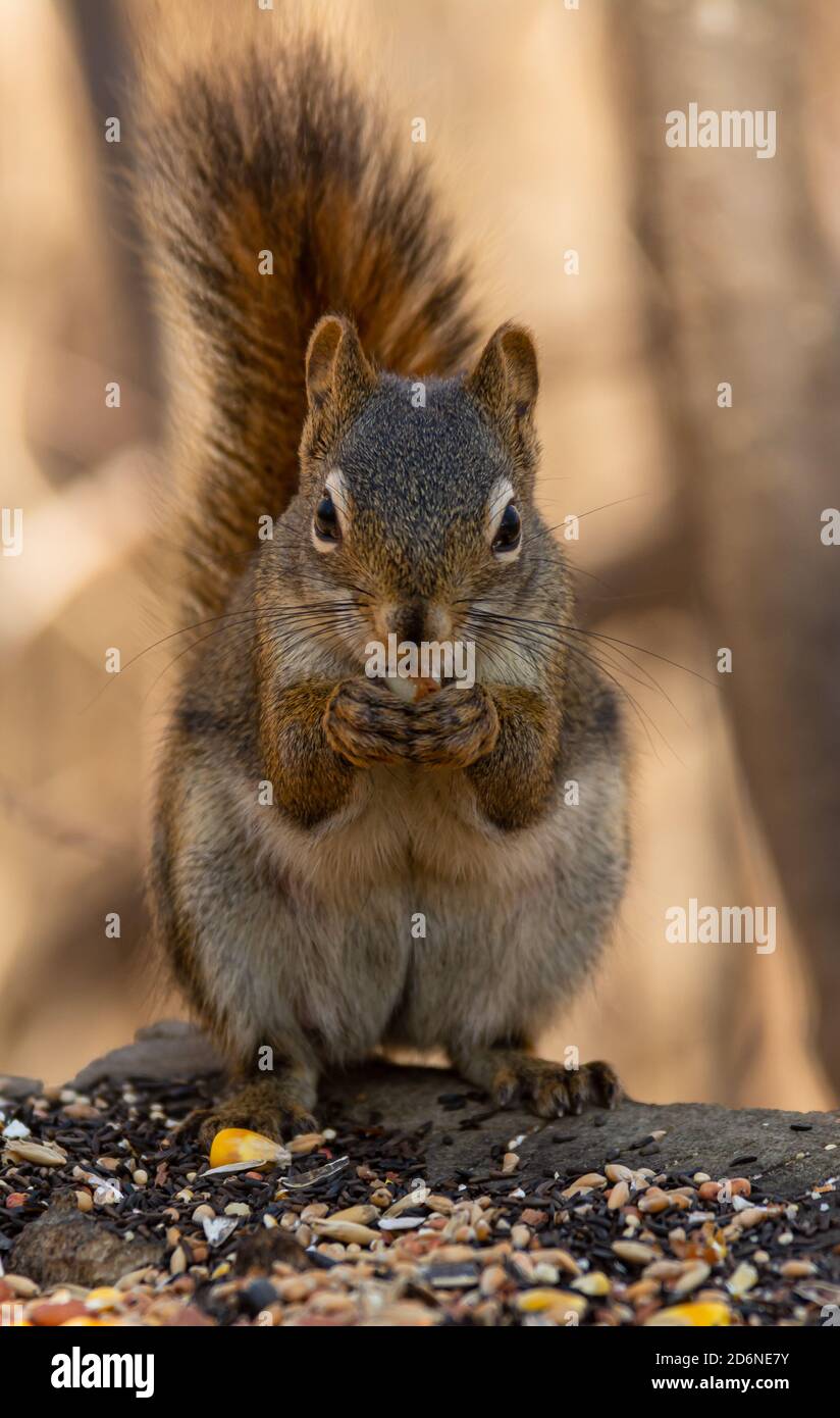 Uno scoiattolo rosso americano, Tamiasciurus hudsonicus, che si nutrono di semi messi fuori per gli uccelli, nell'Alberta centrale, Canada Foto Stock