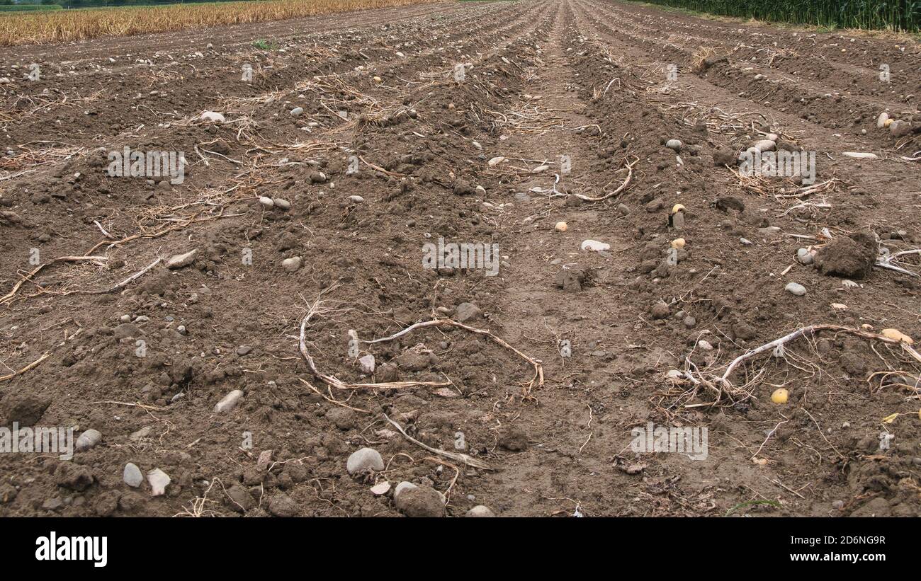 Vista ravvicinata di un campo di patate dopo la raccolta e l'aratura. Resti di radice e patate individuali si trovano dentro e sul terreno. Foto Stock