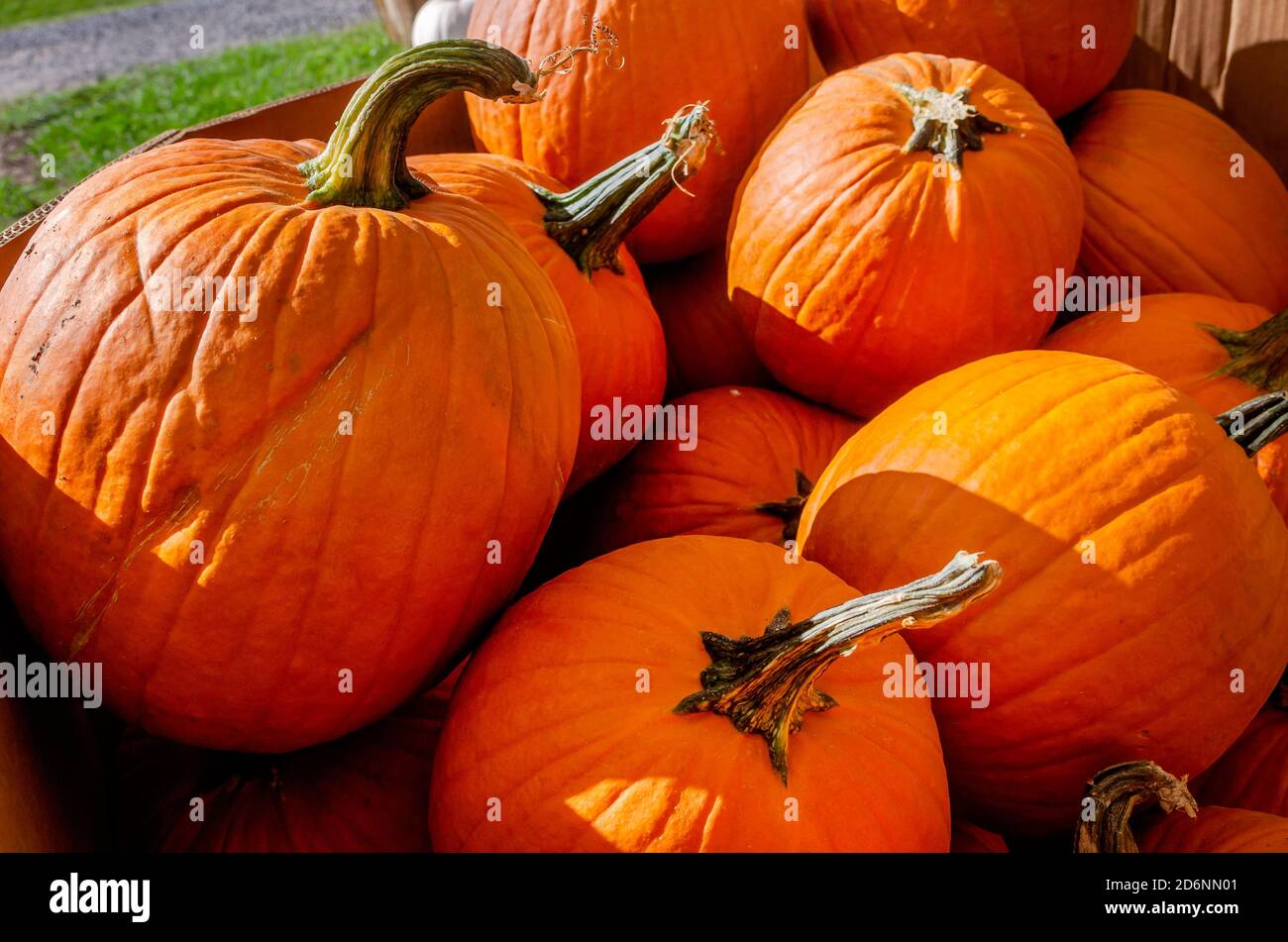 Le zucche sono esposte al McKenzie Farm Market, 17 ottobre 2020, a Fairhope, Alabama. Foto Stock