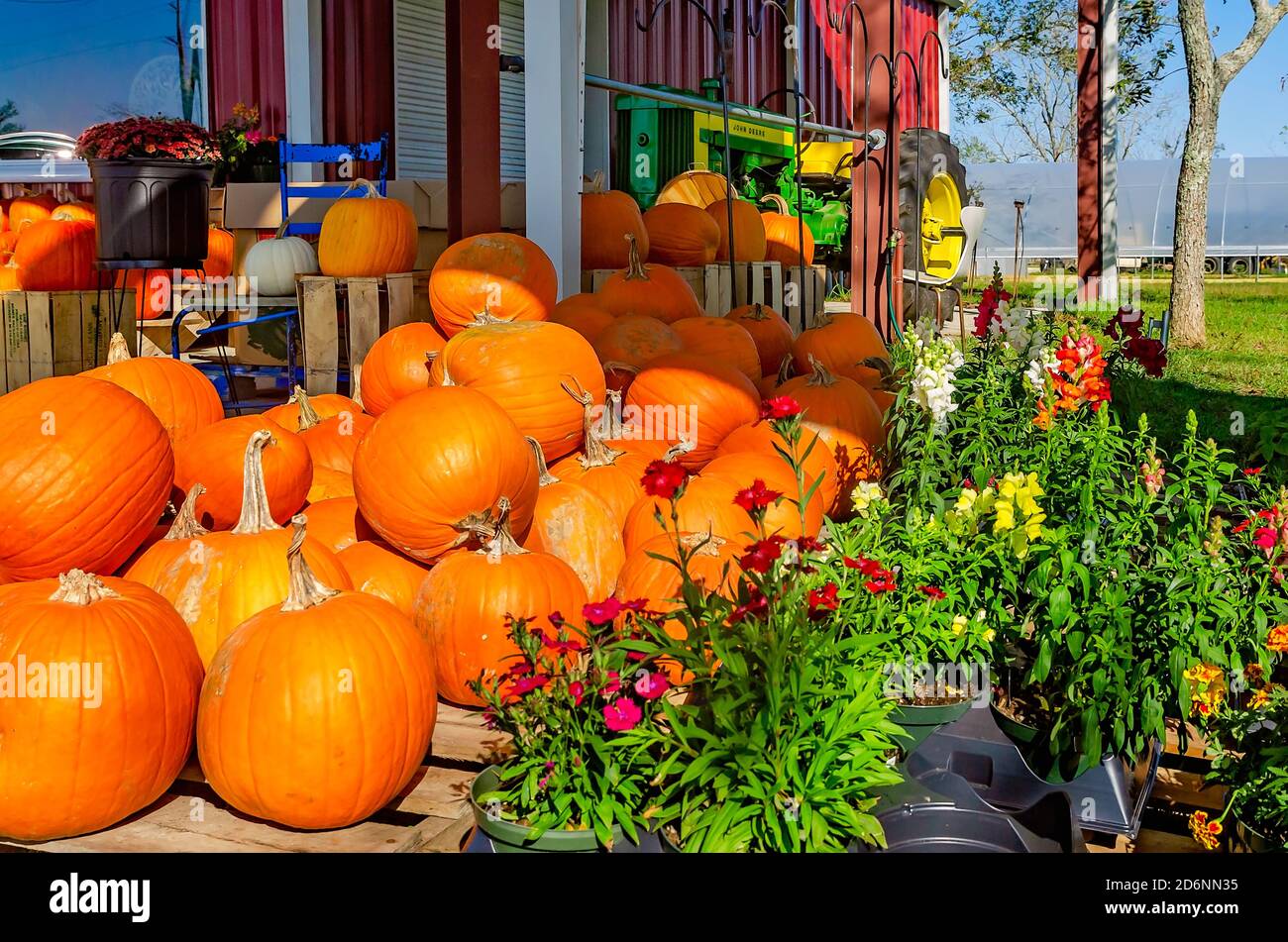 Zucche e altri prodotti stagionali sono esposti al McKenzie Farm Market, 17 ottobre 2020, a Fairhope, Alabama. Foto Stock