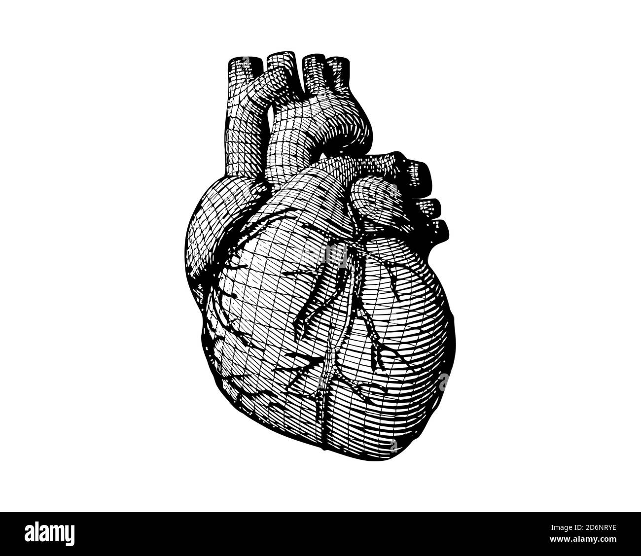 Incisione monocromatica del cuore umano con disegno a reticolo a struttura isolata sfondo bianco Foto Stock