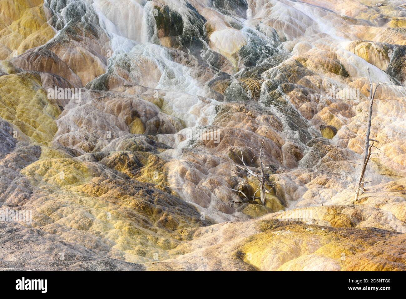 Terrazze delle sorgenti termali di Yellowstone nelle sorgenti termali di Mammoth Foto Stock