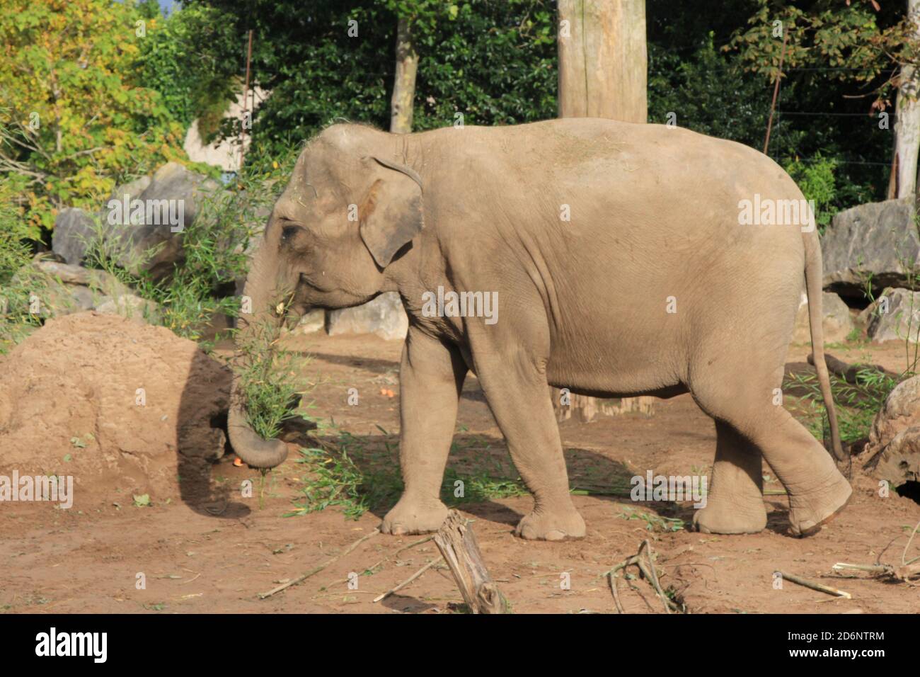 Elefante asiatico allo zoo di Chester Foto Stock