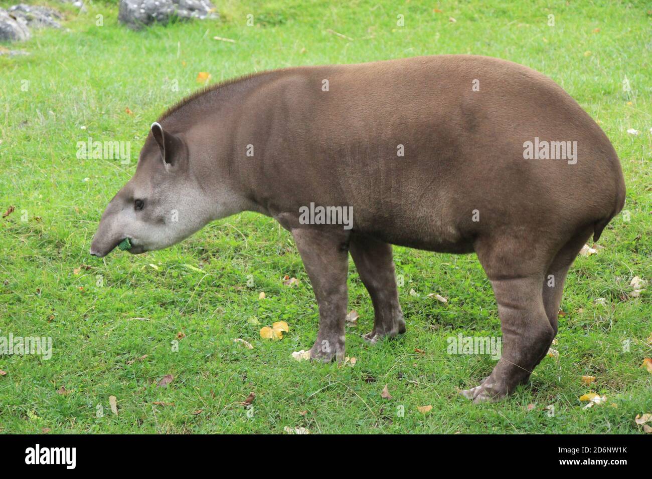Tapir allo zoo di Chester Foto Stock