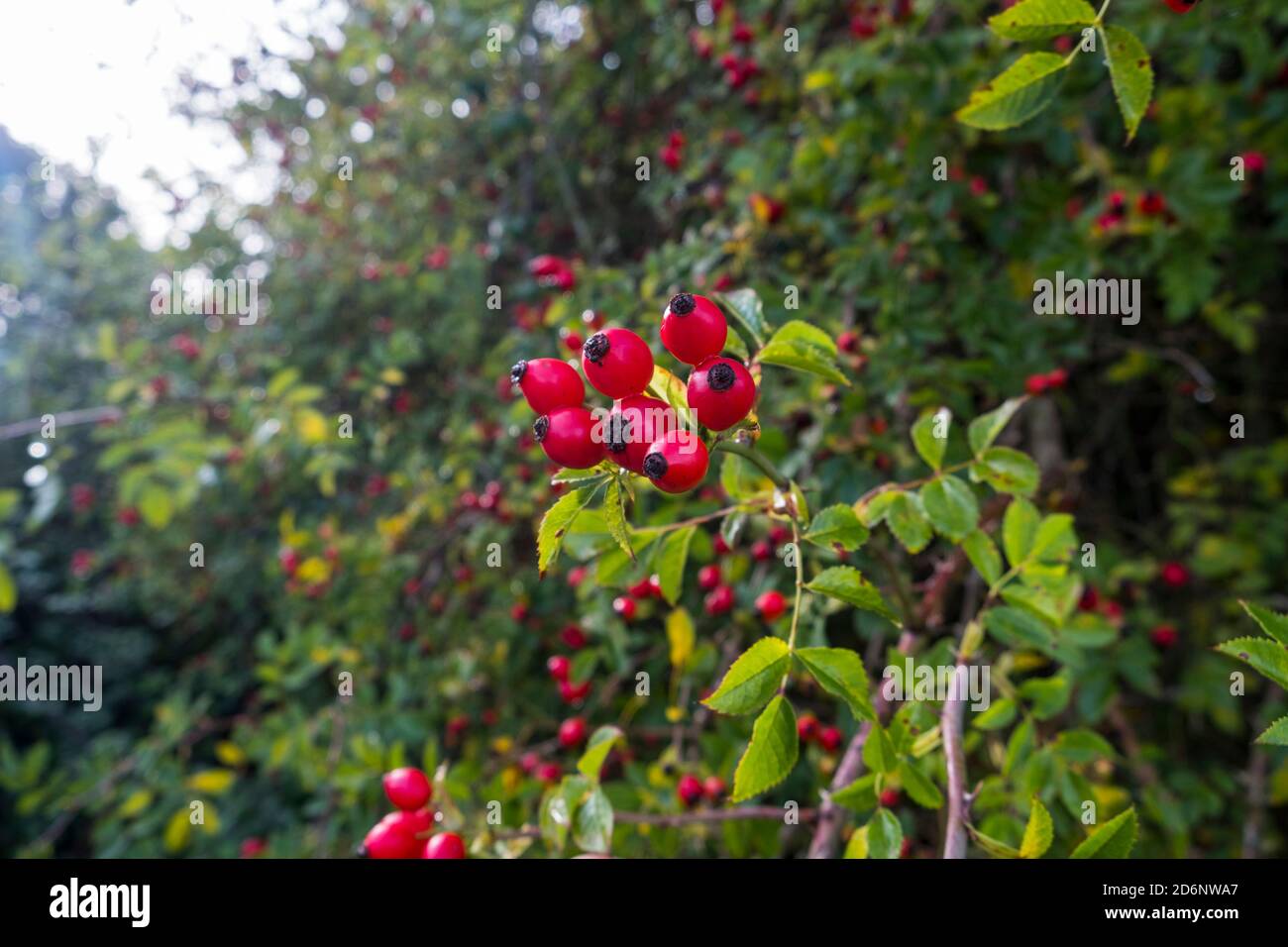 I rosehips che crescono selvaggi in un hedgerow. Foto Stock