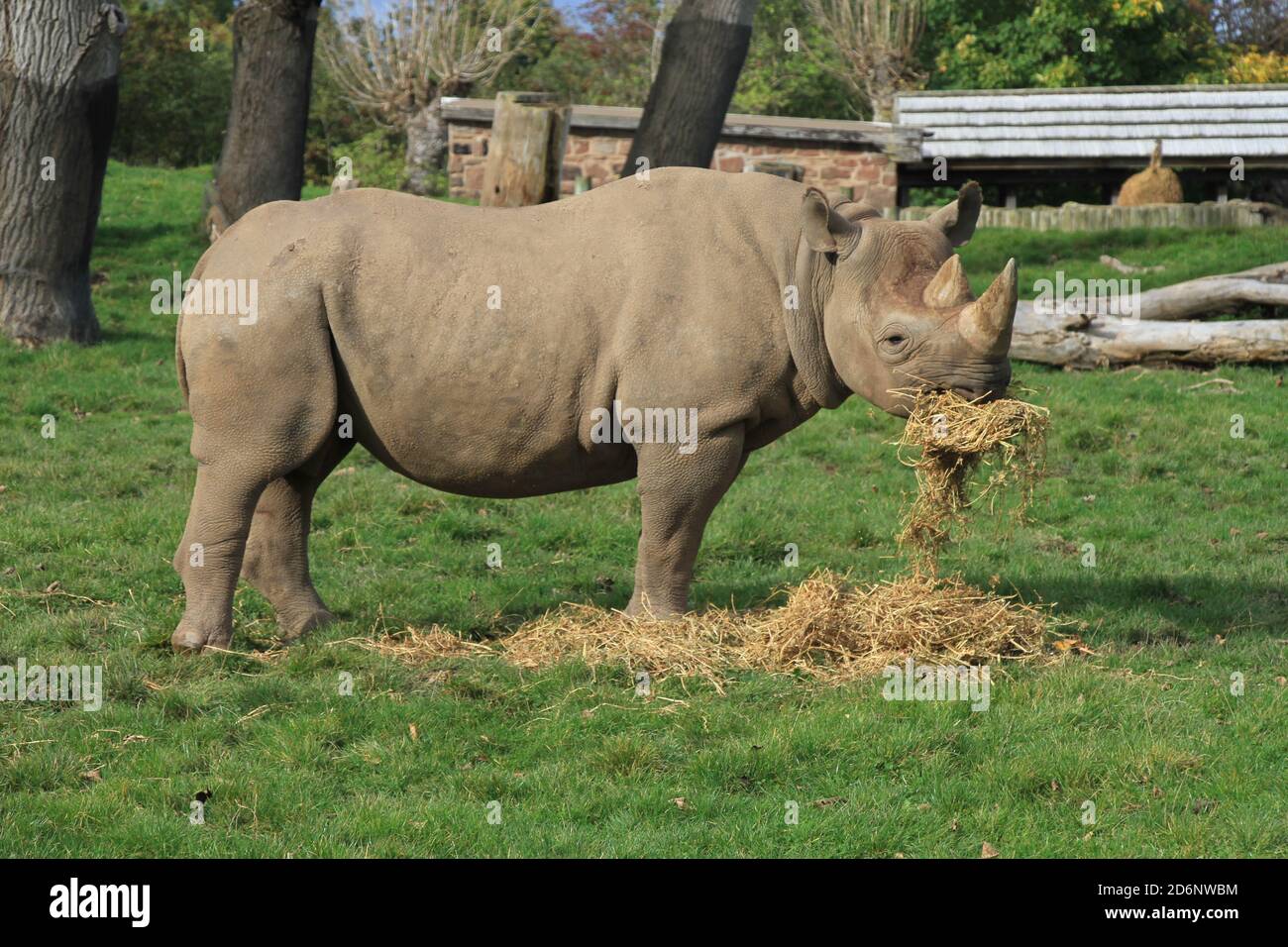 Rinoceronte nero allo zoo di Chester Foto Stock