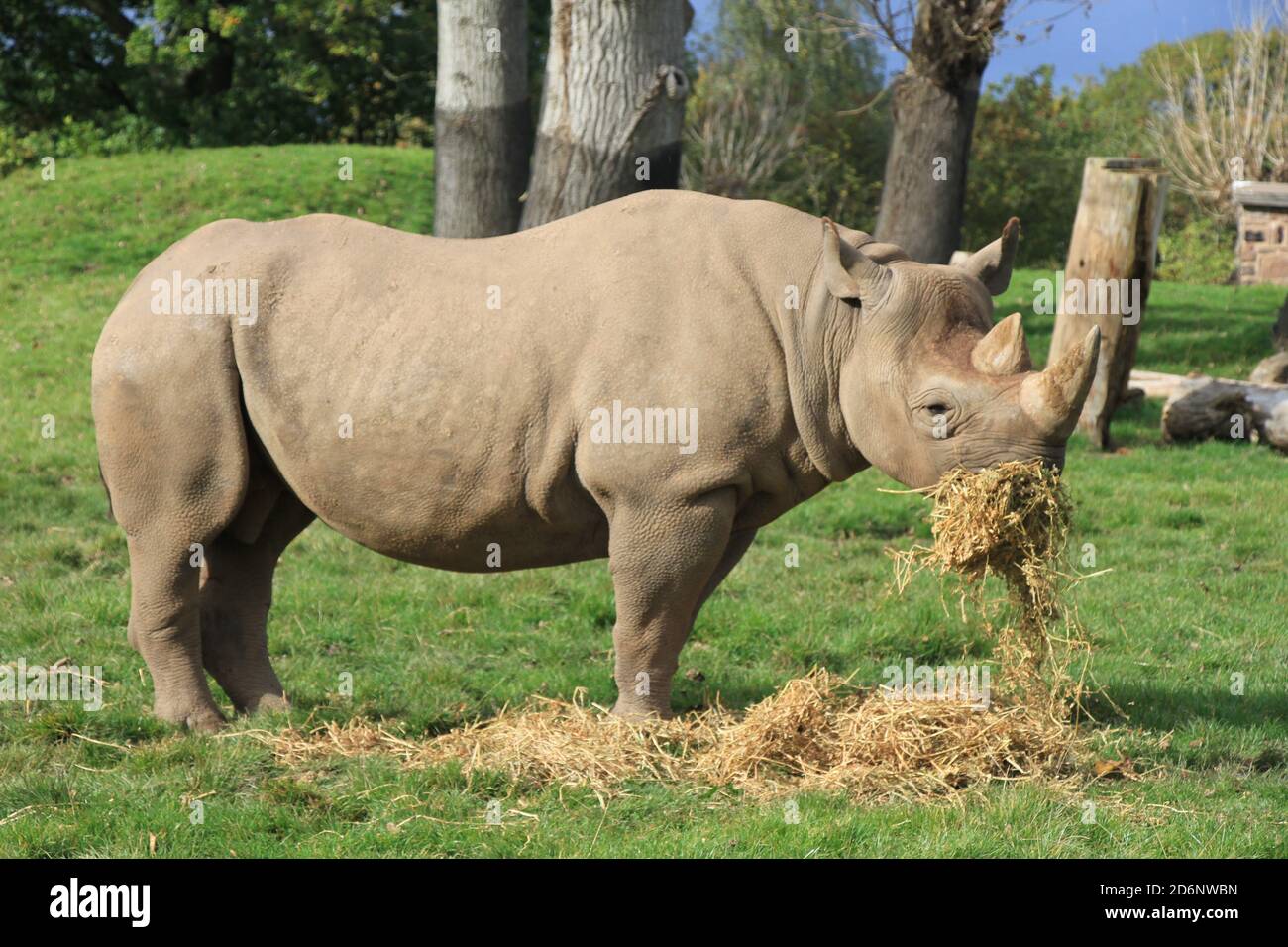 Rinoceronte nero allo zoo di Chester Foto Stock