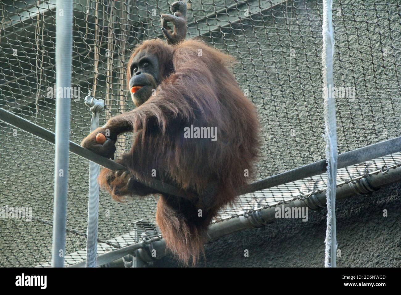 Orangutan borneano allo zoo di Chester Foto Stock