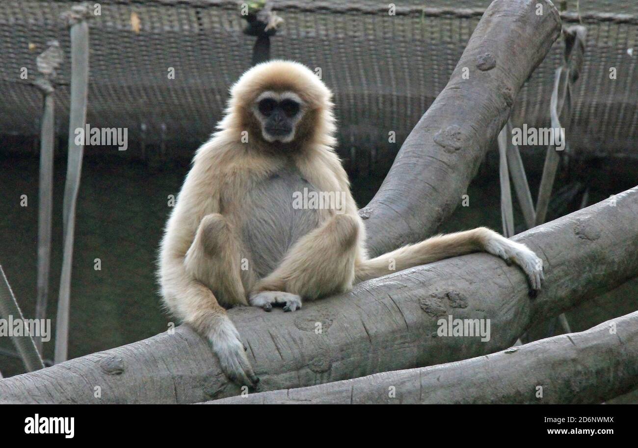 Silvery Gibbon allo zoo di Chester Foto Stock