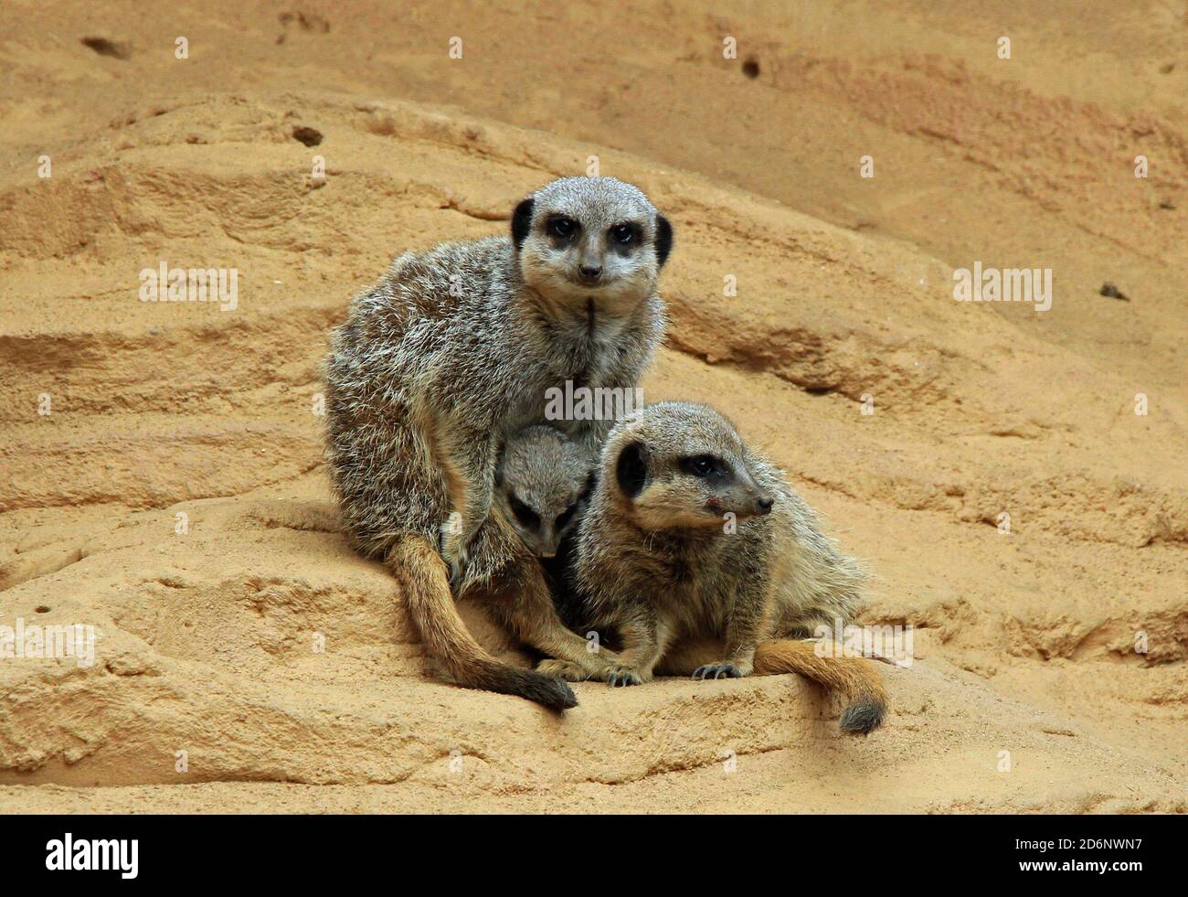 Meerkats allo zoo di Chester Foto Stock